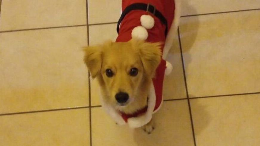 Leo, il cane morto nell'incidente