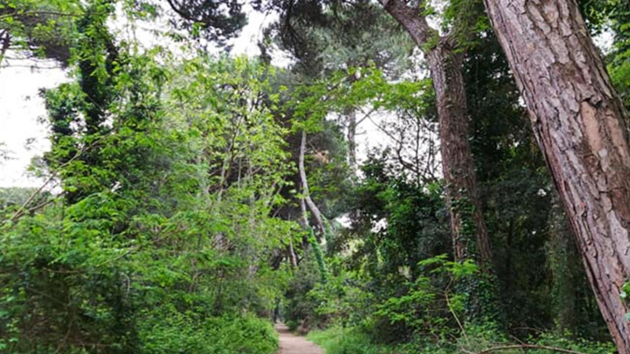
	La pineta di Torre del Lago&nbsp;


