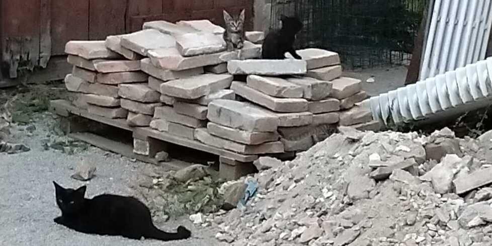 «Levizzano è “invasa” dai... gatti I cittadini costretti ad adottarli»