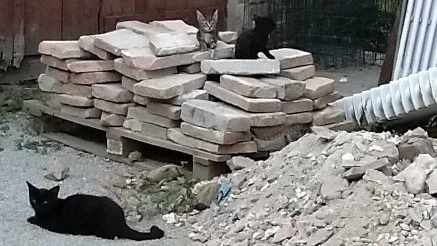 «Levizzano è “invasa” dai... gatti I cittadini costretti ad adottarli»