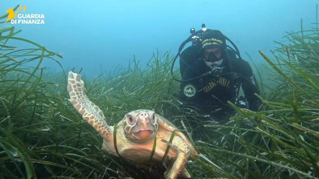 Il ritorno in mare della tartaruga