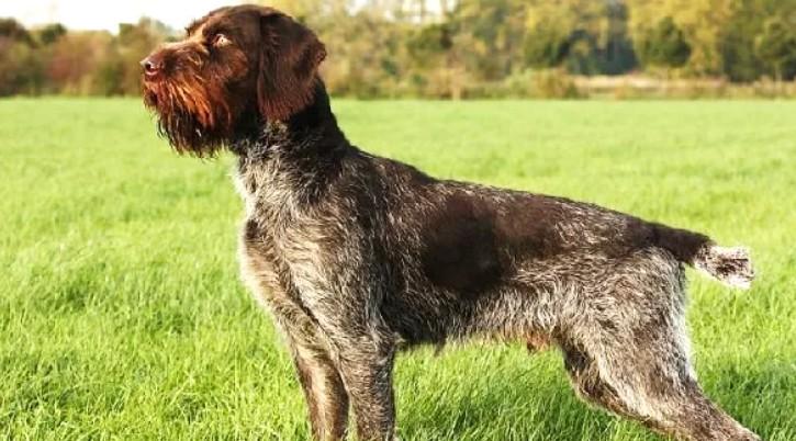 World Dog Show, morti tre cani rinchiusi nei furgoni: denunciati i proprietari – Ecco che cosa è successo