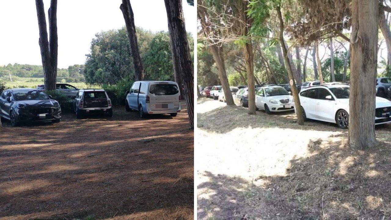 
	Alcune auto parcheggiate in pineta a Baratti luned&igrave; 1&deg; giugno

