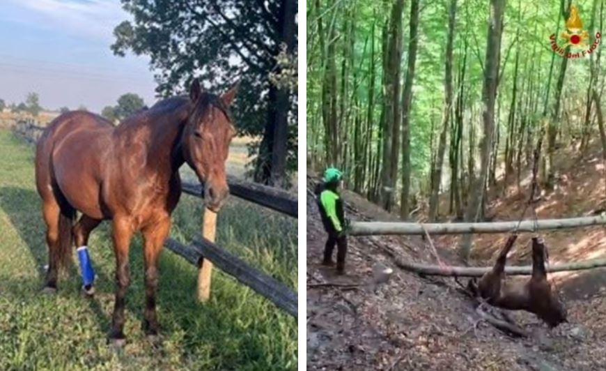 La “lettera” del cavallo Smart recuperato con l’elicottero a Ligonchio: «Ringrazio tutti coloro che mi hanno salvato»