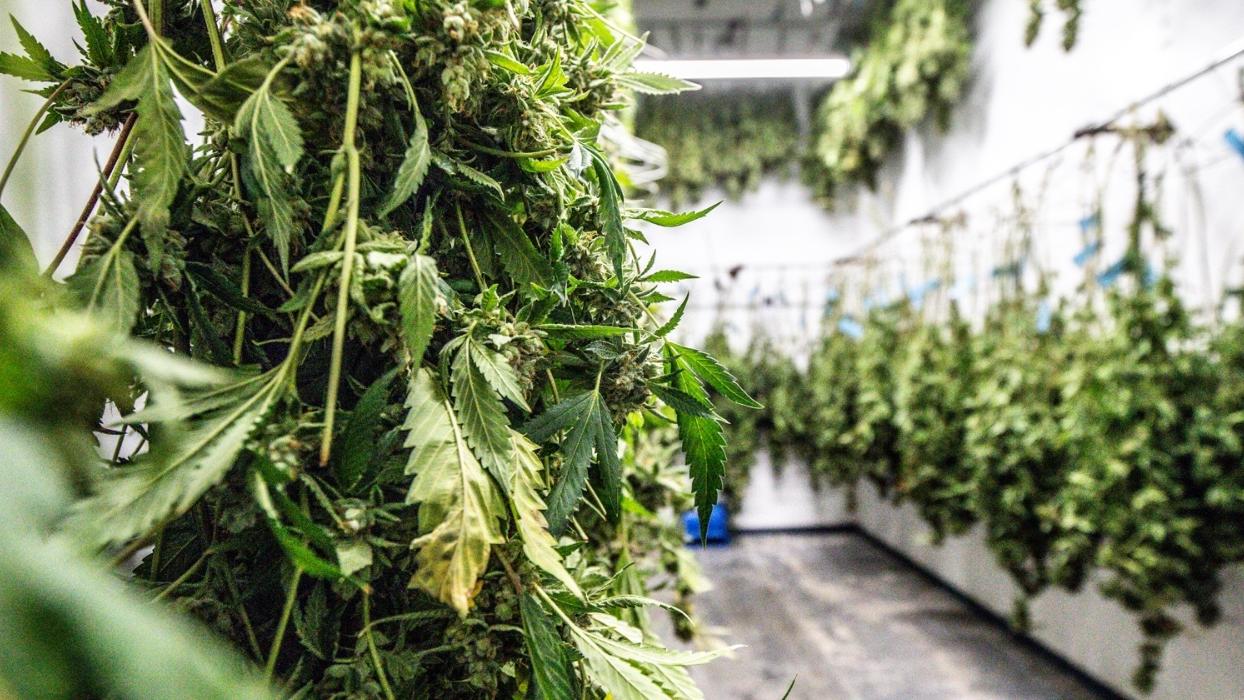 Lucca, cannabis in vendita in un negozio: sequestro legittimo<br>
