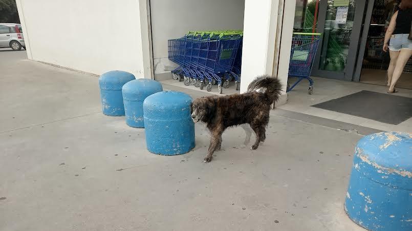 Lulù, il cane “commesso” senza stipendio del supermercato: segue i clienti e controlla i carrelli