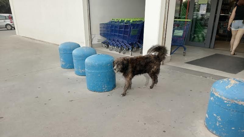 Lulù, il cane “commesso” senza stipendio del supermercato: segue i clienti e controlla i carrelli