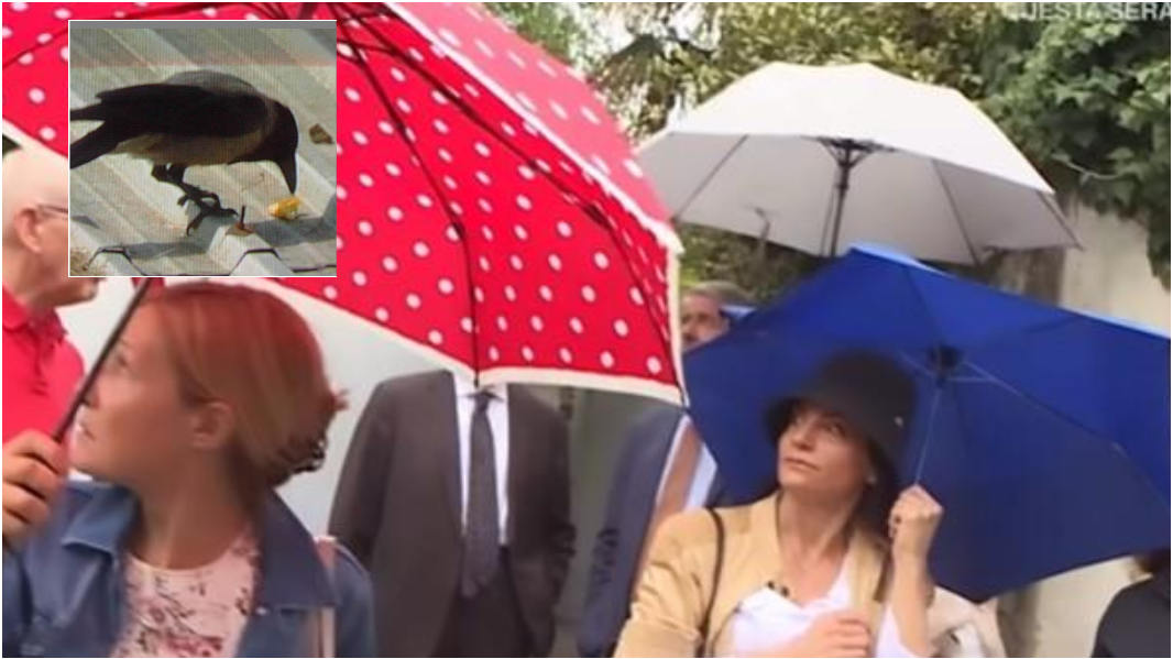 La cornacchia e i residenti sotto scacco: gracchia, prende di mira la testa e li aggredisce – Ecco perché