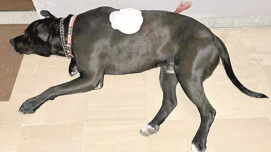 Sassari, accoltellato un cane di quartiere: lo sdegno dei residenti – Che cosa è successo
