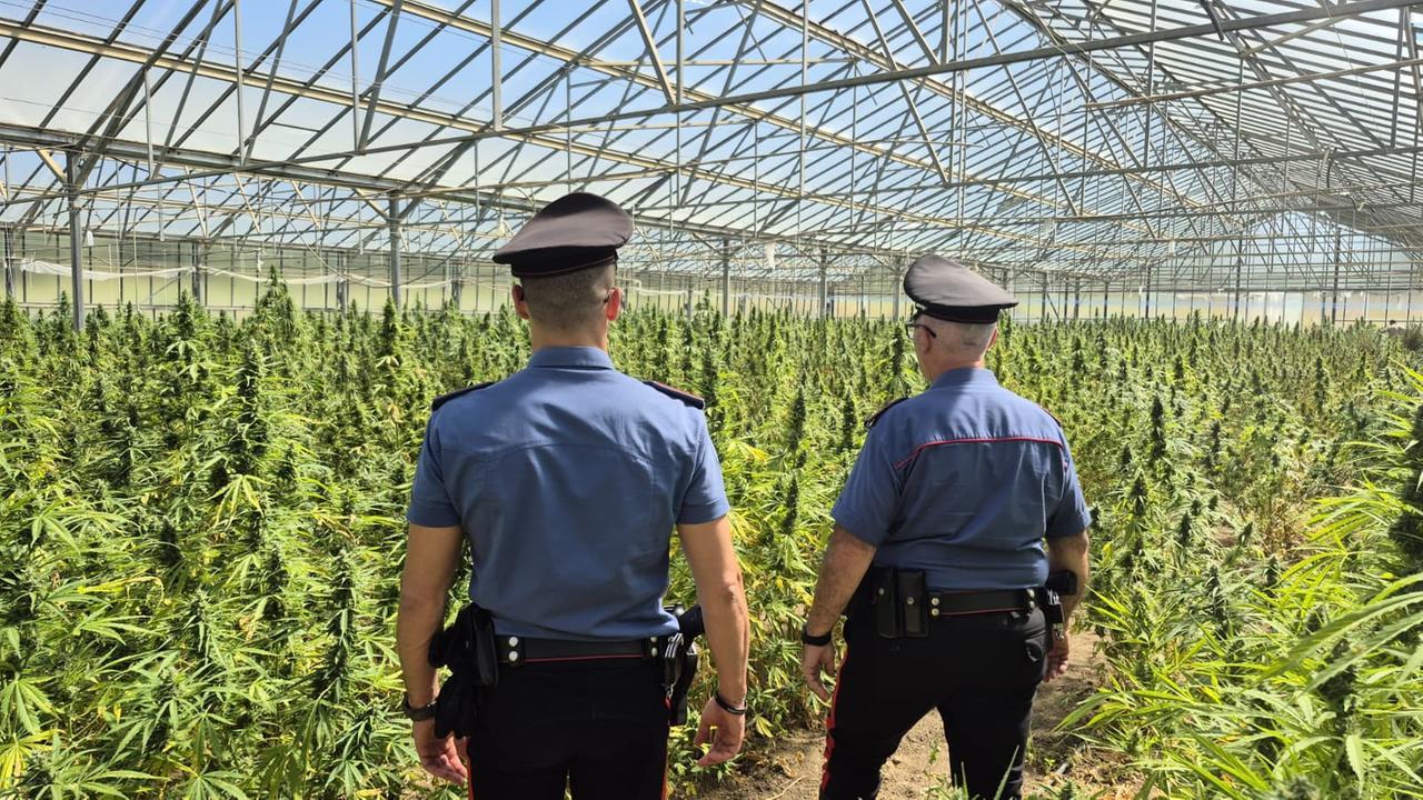 Scoperta maxi piantagione di cannabis, 10mila piante sotto sequestro: due arresti – VIDEO