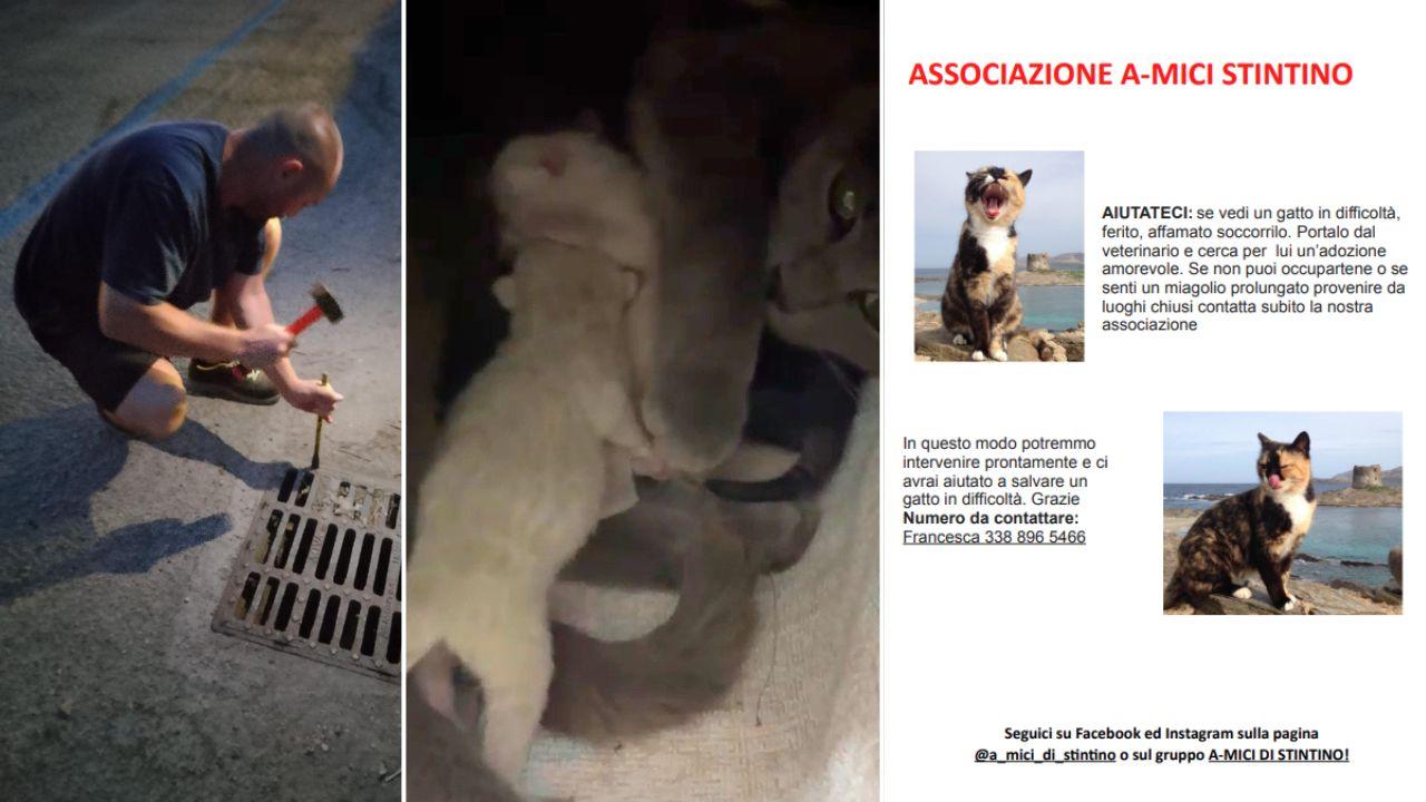 Stintino, gatta partorisce i suoi cuccioli dentro un tombino e rimangono intrappolati: li salvano i volontari