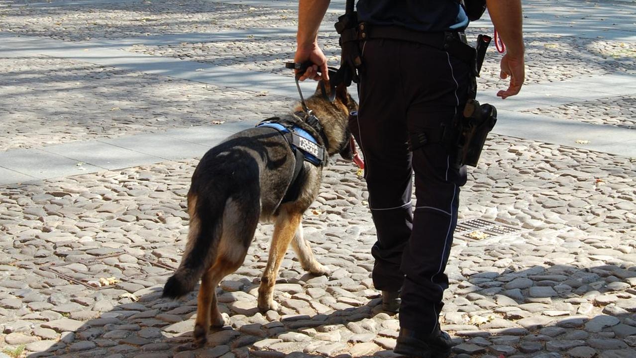 Dal Parco del Popolo all'ex Zucchi: il cane Lupo passa al setaccio il centro storico contro lo spaccio