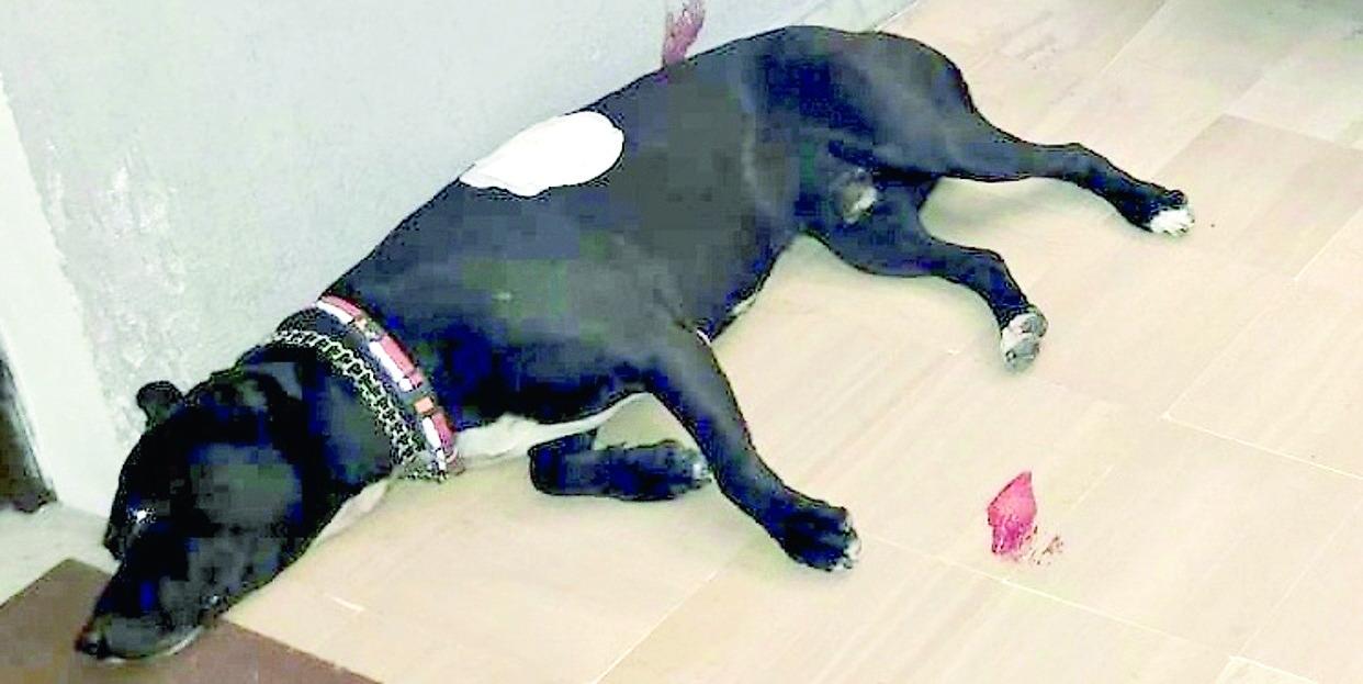 Sassari, Tyson è vivo ma rischia di andare in canile: appello per l’adozione