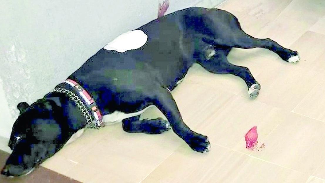 Sassari, Tyson è vivo ma rischia di andare in canile: appello per l’adozione