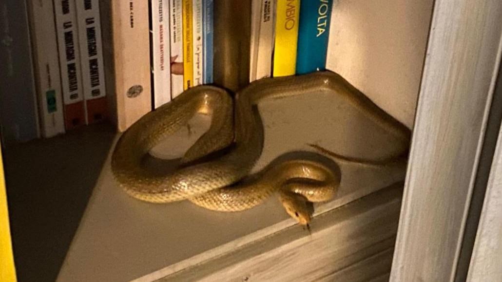 A Serramazzoni un serpente tra i libri, catturato e liberato. L’esperto: «È innocuo»