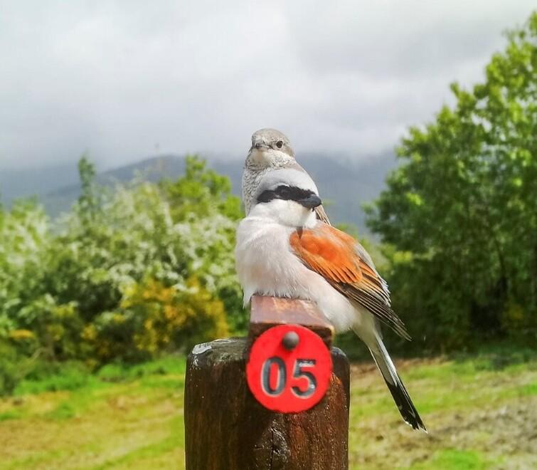 
	La coppia

