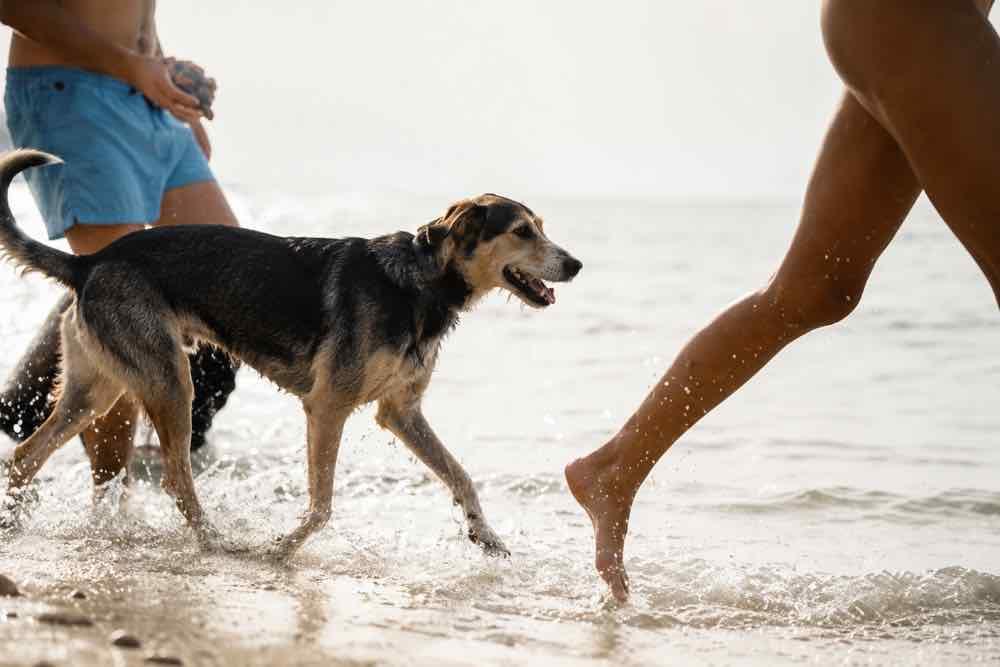 Cani in spiaggia, la guida Enpa 2026: dove portarli al mare e le 10 regole da seguire per farli stare bene