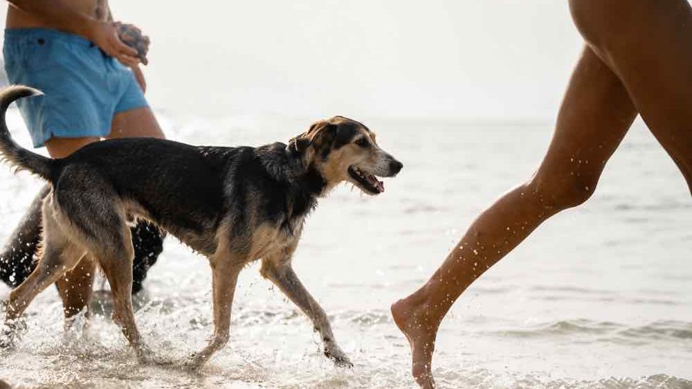 Cani in spiaggia, la guida Enpa 2026: dove portarli al mare e le 10 regole da seguire per farli stare bene