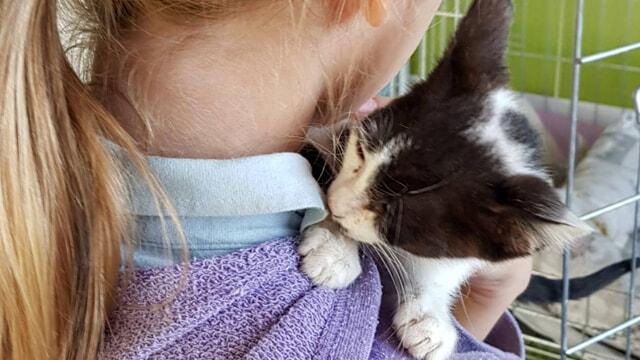 Open day al Gattile intercomunale di Modena: cosa c’è da sapere, le iniziative e gli orari