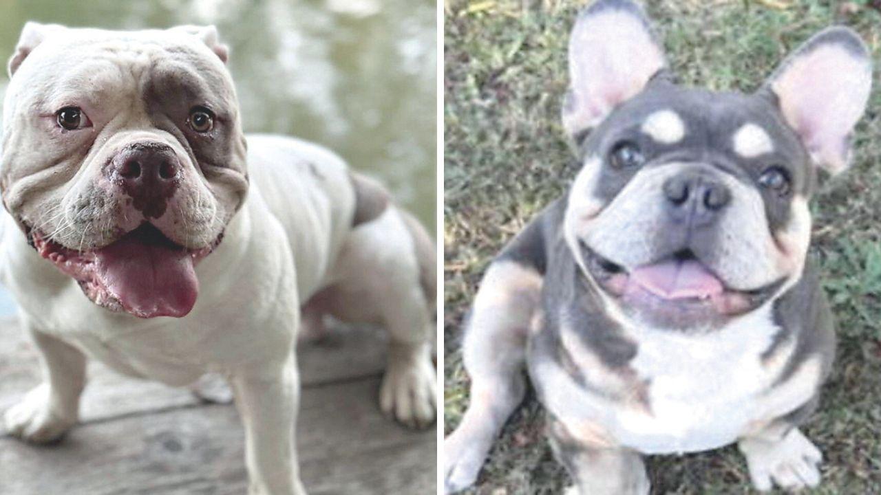 
	I cani che sono stati rubati

