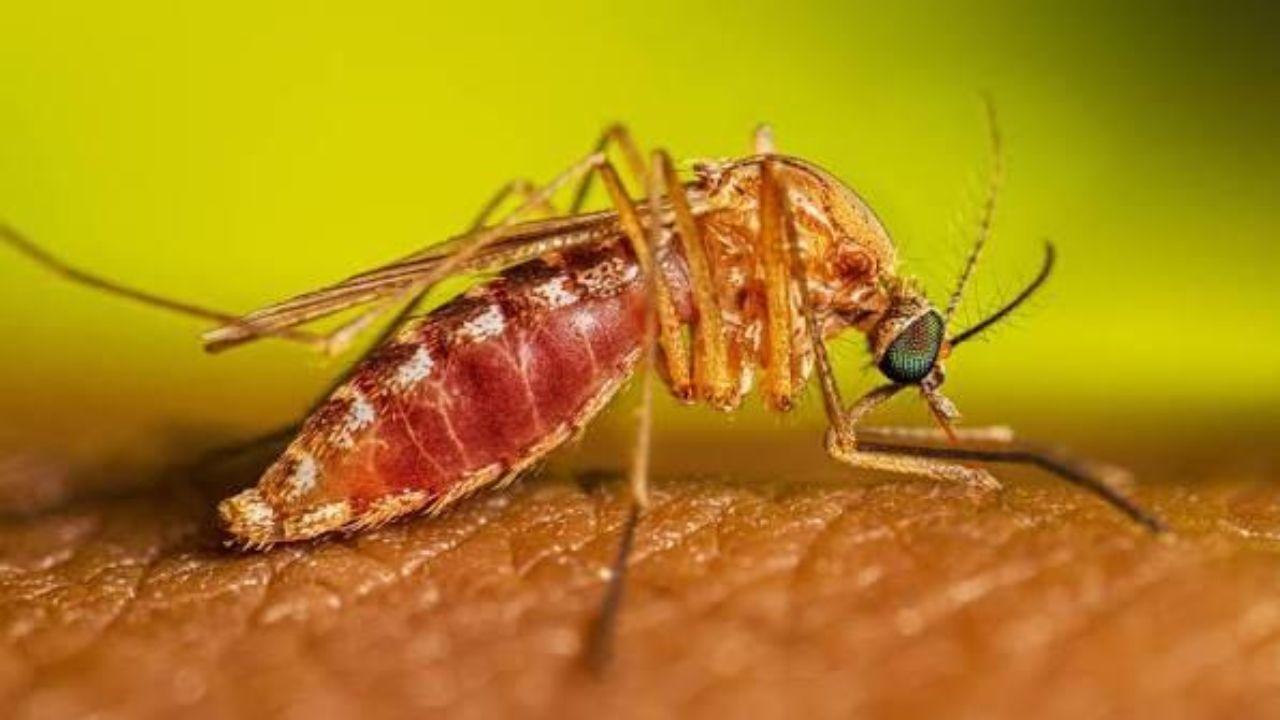
	Caso di West Nile in Toscana


