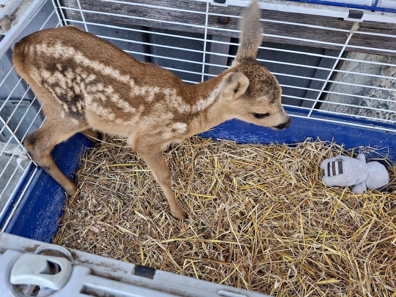 Strappa un cucciolo di capriolo alla madre e lo tiene in casa: due denunciati a Vetto