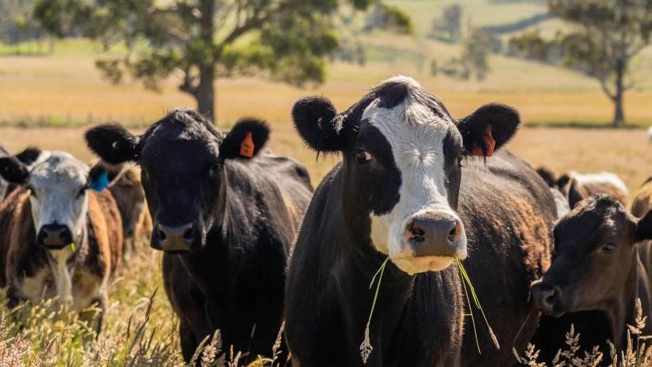 Vitelli bloccati nei porti, Coldiretti: «Nuovo schiaffo agli allevatori sardi»