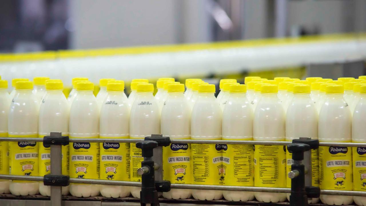 Latte Arborea compie 70 anni: 267 milioni di fatturato e 3.500 posti nella filiera