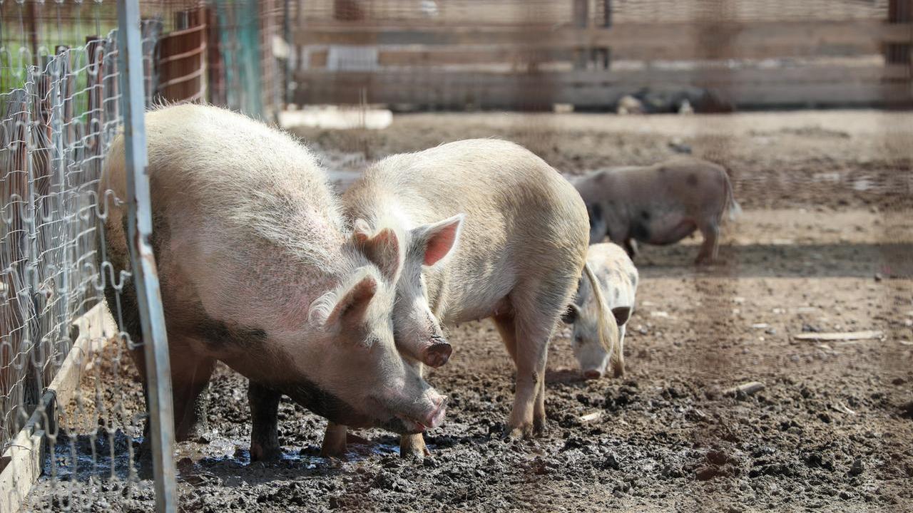 Abolito il ministero dell’Agricoltura, nasce quello della Natura e del benessere animale – Ecco dove e perché