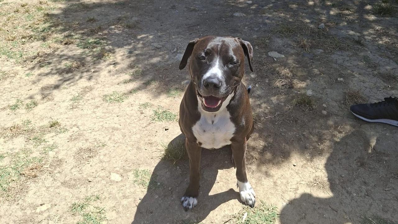 Cani aggressivi e riabilitazione: «Vanno educati i proprietari» – Il percorso della pitbull Dior