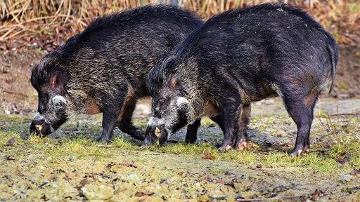 Peste suina, scoperti altri due casi a Ventasso: ecco cosa fare in caso di rinvenimento di carcasse di cinghiali