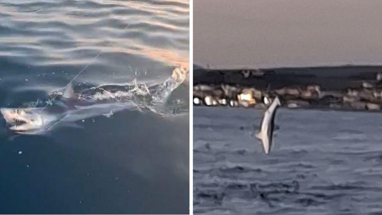 
	Lo squalo Mako a Livorno (Foto di Simone Beoni)

