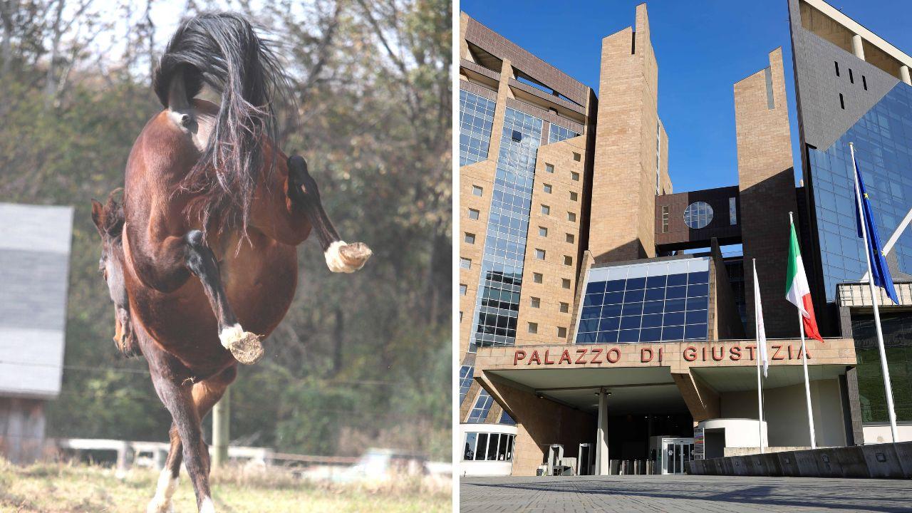 
	La vittima mor&igrave; a 26 anni a causa di un calcio del cavallo (foto di repertorio). A dx il tribunale di Firenze

