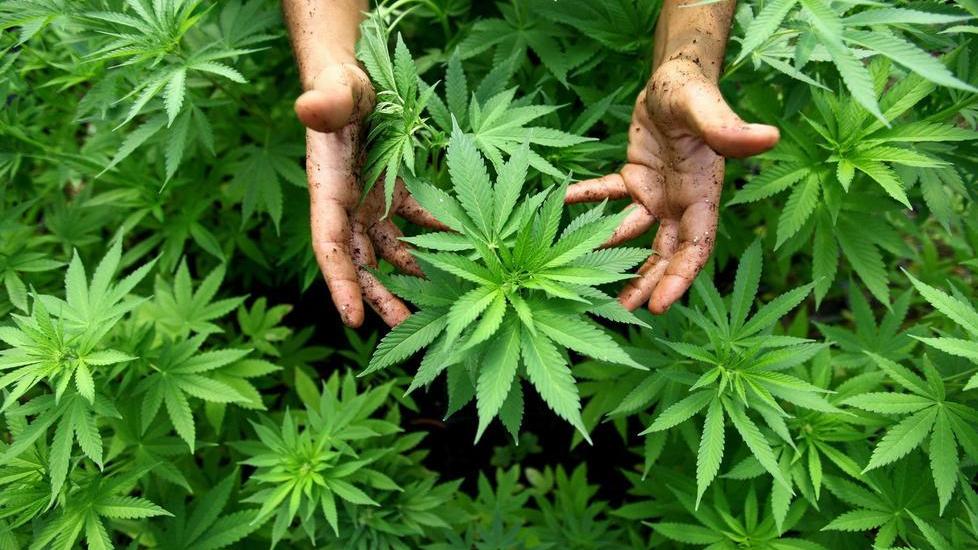Mangia tre piante di marijuana durante la perquisizione