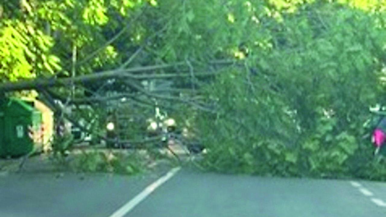 Albero cade su un’auto in via Giardini: «Nessun ferito per miracolo»