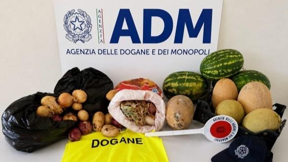 Porto Torres, sbarca dal traghetto con patate, cipolle e cocomeri non tracciati: sequestrati 60 chili di frutta e verdura