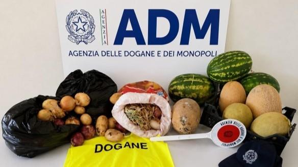Porto Torres, sbarca dal traghetto con patate, cipolle e cocomeri: sequestrati 60 chili di frutta e verdura – Ecco perché