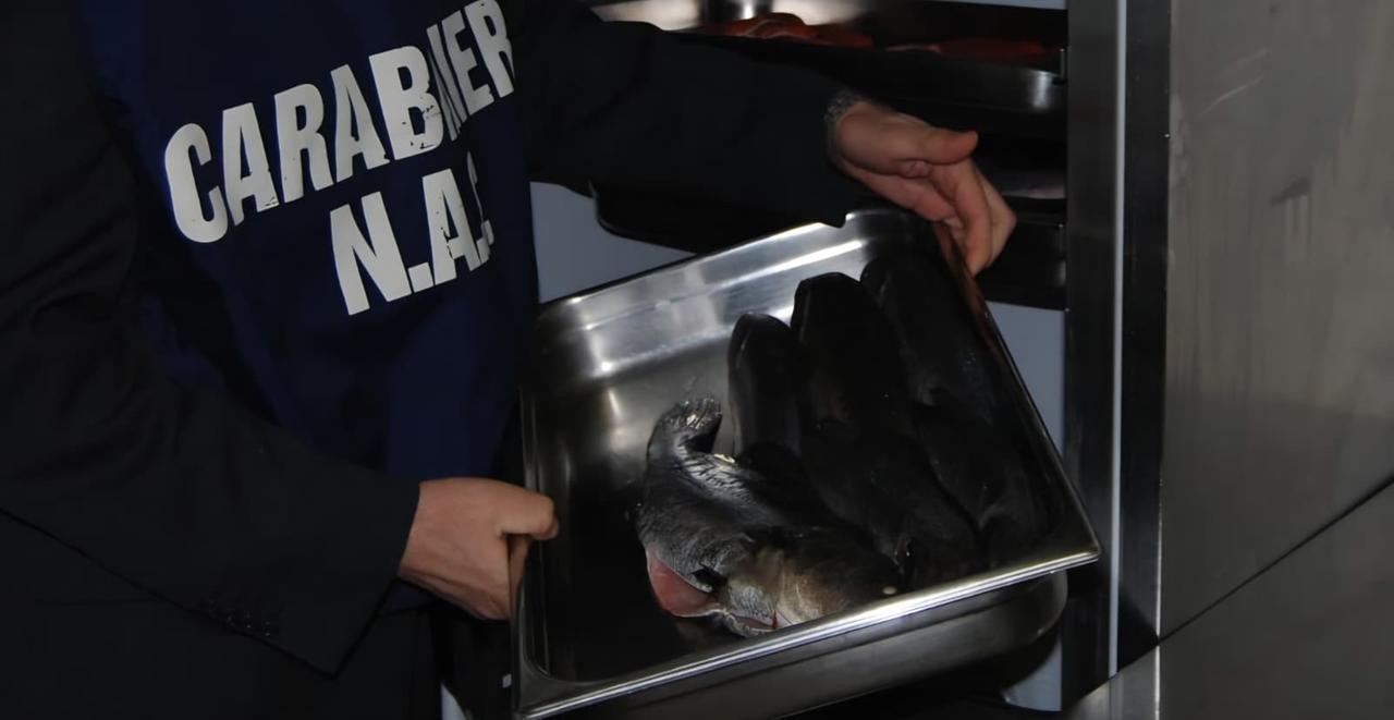 Nel bar ristorante del litorale 100 chili di pesce non tracciati: prodotti ittici sequestrati e sanzione per il proprietario