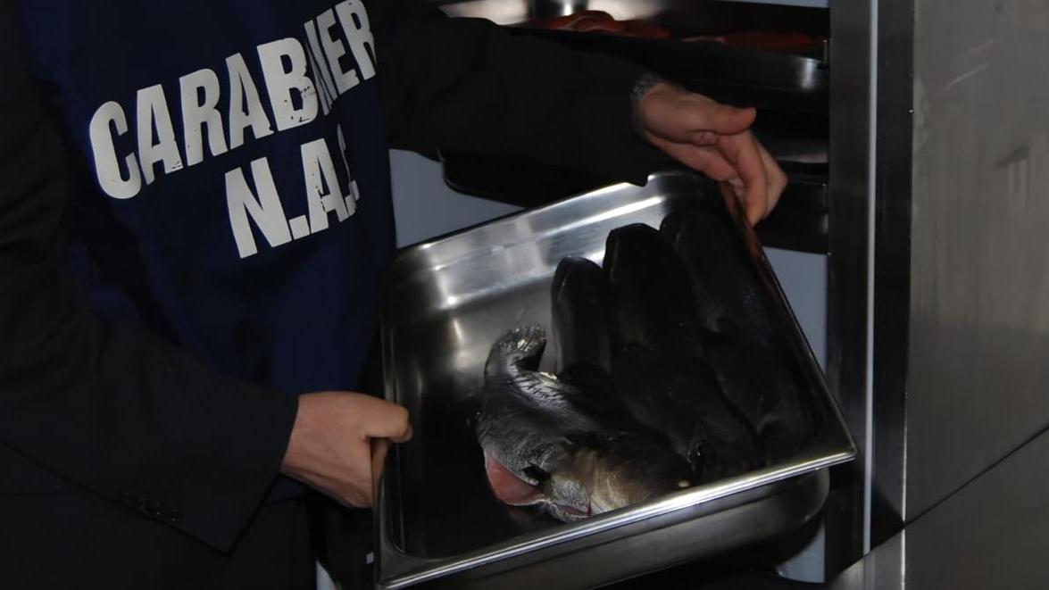 Nel bar ristorante del litorale 100 chili di pesce non tracciati: prodotti ittici sequestrati e sanzione per il proprietario