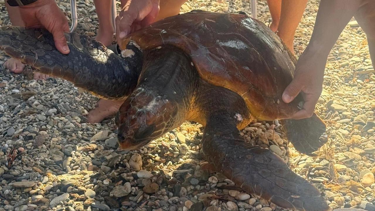 Caretta Caretta impigliata nelle reti: avvistata in mare e salvata dai bagnanti – Ecco che cosa è successo