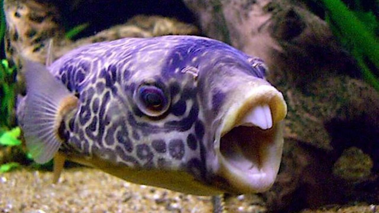 Mediterraneo, un’altra specie invasiva minaccia la fauna ittica, ma è pericolosa anche per l’uomo – Ecco qual è
