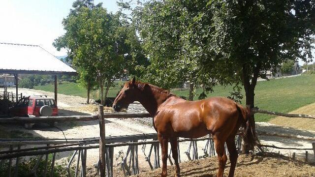 Fiera del Cavallo del Ventasso: due giorni di spettacoli a Ramiseto