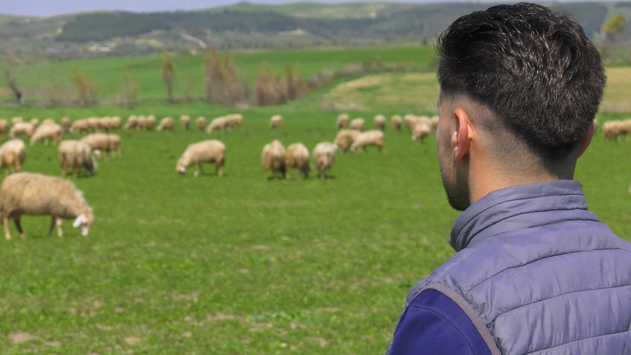 Un allevatore con il gregge al pascolo nelle campagne di Tramatza