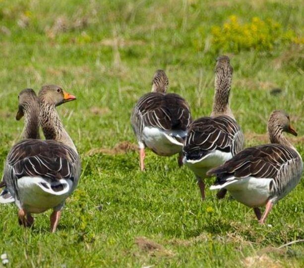 Oche selvatiche nel Mezzano, agricoltori esasperati: «Distruggono tutto»