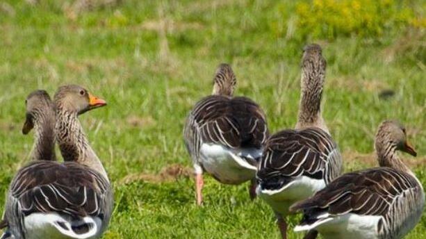 Oche selvatiche nel Mezzano, agricoltori esasperati: «Distruggono tutto»