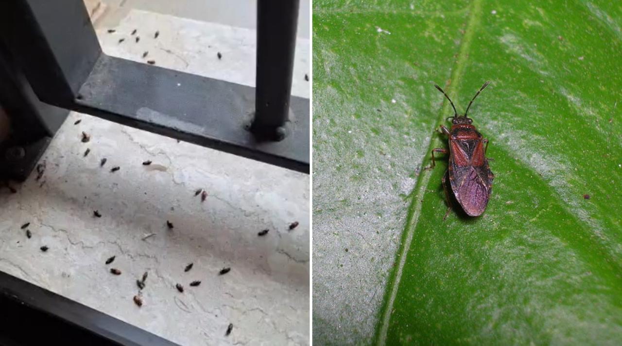
	A sinistra il balcone di un modenese invaso da cimici dell'olmo

