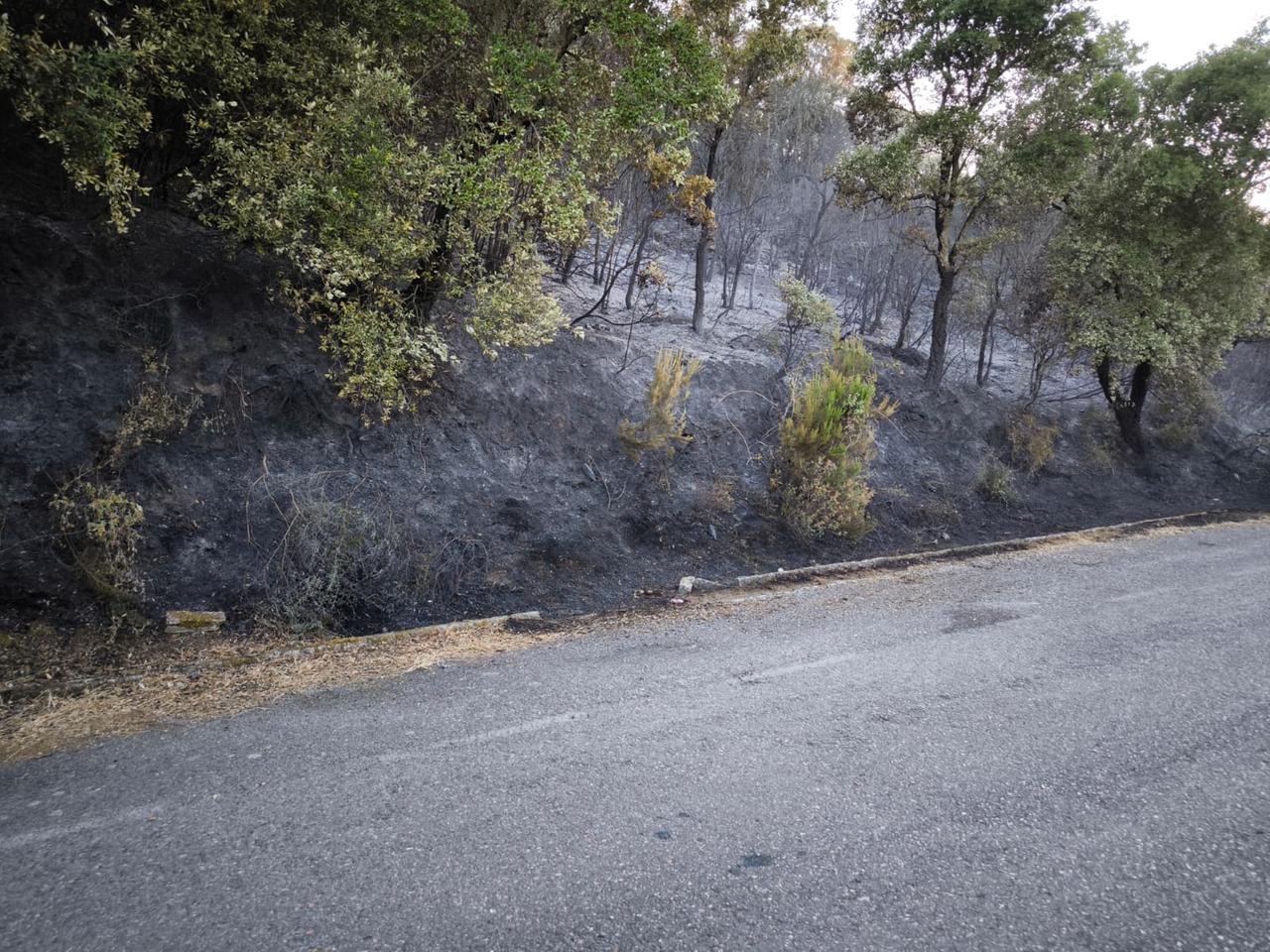 Il fuoco distrugge querce e macchia mediterranea: il rogo è doloso