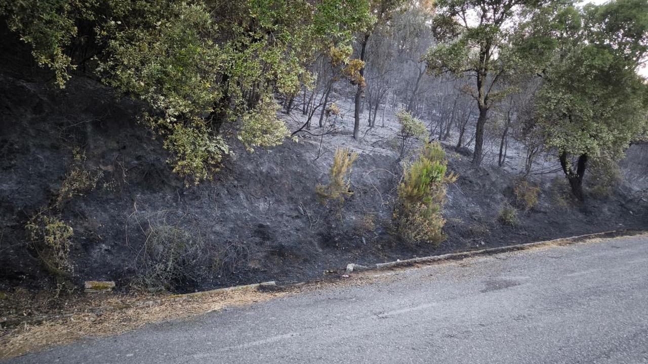 Il fuoco distrugge querce e macchia mediterranea: il rogo è doloso