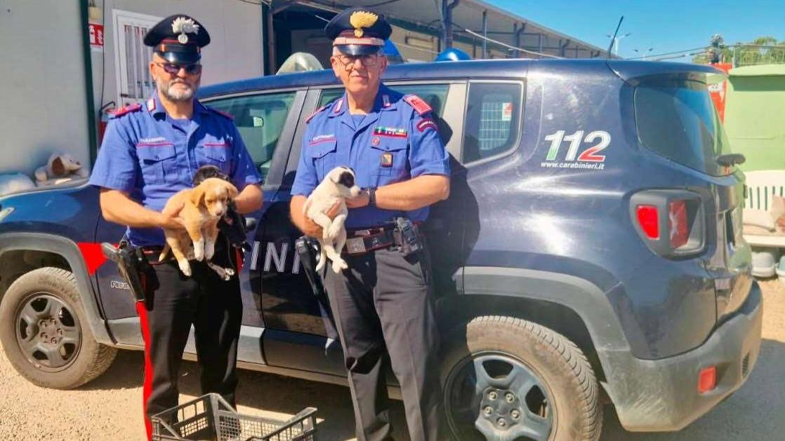 Abbandonati e legati sotto un ponte, i Carabinieri salvano tre cuccioli – La storia