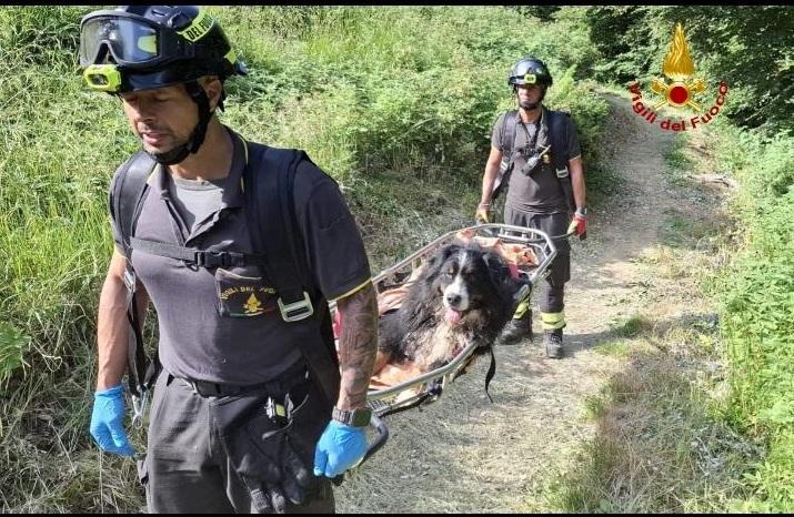 Soccorso un Bovaro del bernese
